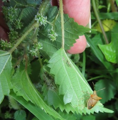 Laportea peduncularis