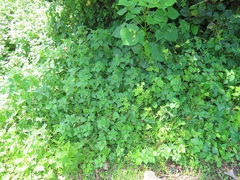 Laportea peduncularis