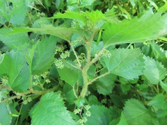 Laportea peduncularis