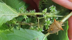 Laportea peduncularis