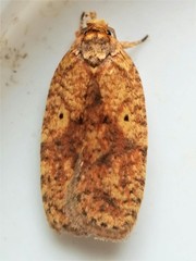 Agonopterix robiniella