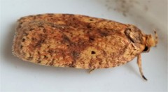Agonopterix robiniella