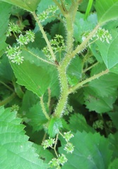 Laportea peduncularis