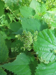 Laportea peduncularis