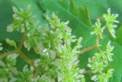 Laportea peduncularis