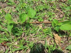 Laportea peduncularis