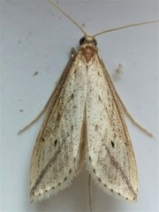 Donacaula longirostrallus