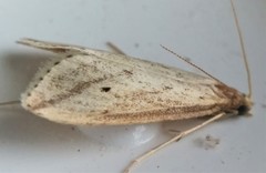 Donacaula longirostrallus