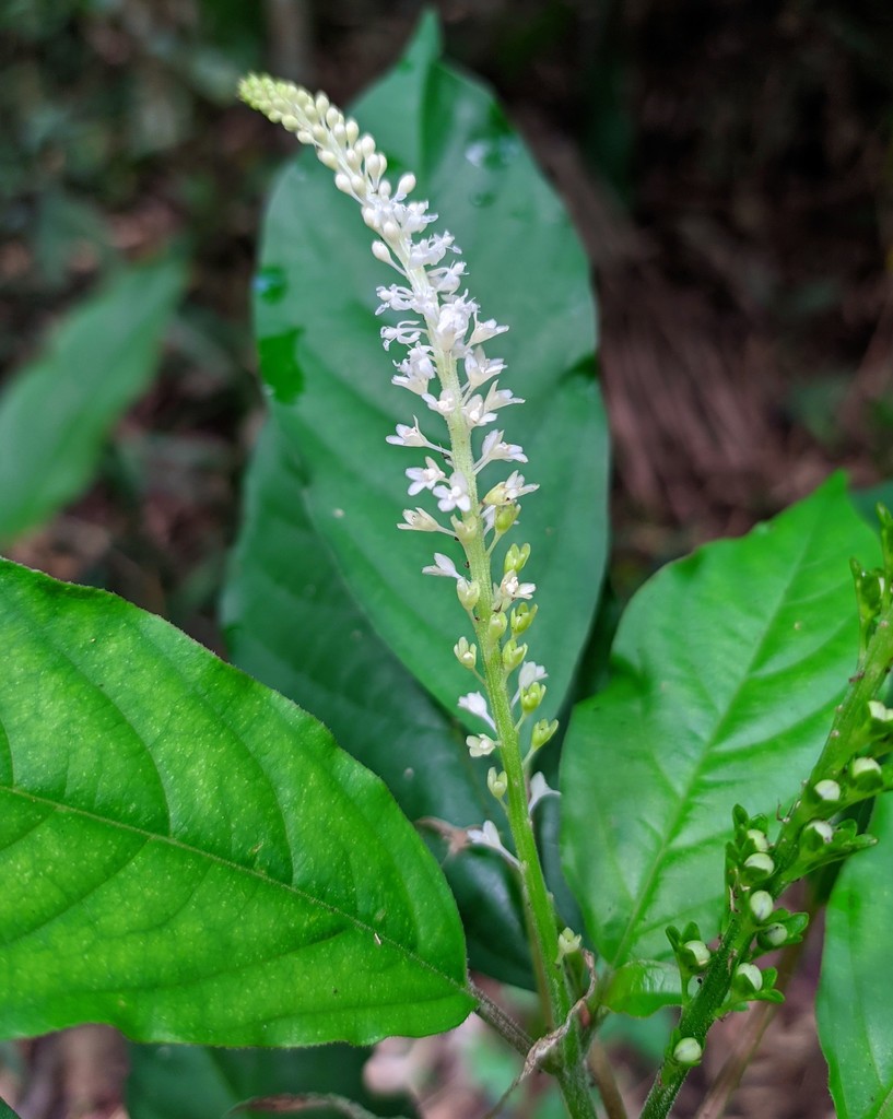 Hilleria