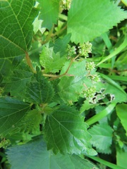 Laportea peduncularis