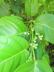 Mondia whitei