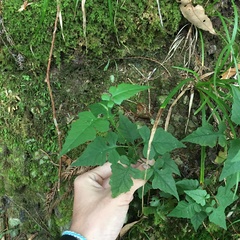 Senecio scandens incisus