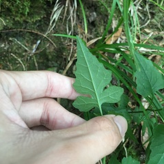 Senecio scandens incisus