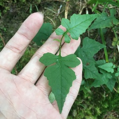 Senecio scandens incisus