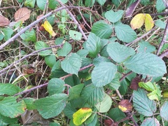 Rubus pedemontanus