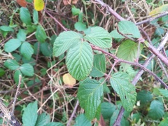 Rubus pedemontanus
