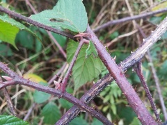 Rubus pedemontanus