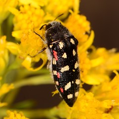 Acmaeodera gibbula