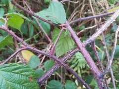 Rubus pedemontanus