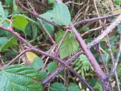 Rubus pedemontanus