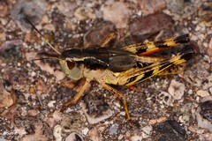 Boopedon flaviventris