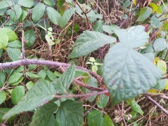 Rubus pedemontanus