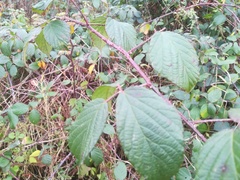 Rubus pedemontanus