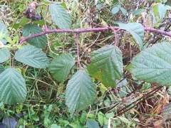 Rubus pedemontanus