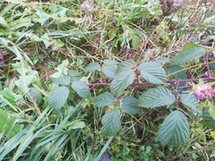 Rubus pedemontanus