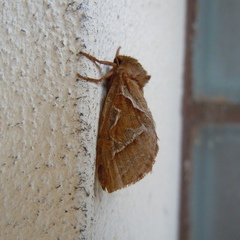 Triodia sylvina