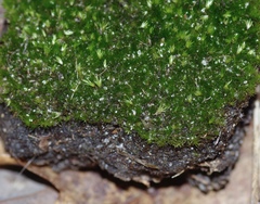 Campylopus flexuosus