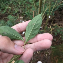 Callicarpa randaiensis