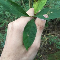 Callicarpa randaiensis
