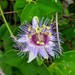 Passiflora acreana - Photo (c) Mayk Oliveira,  זכויות יוצרים חלקיות (CC BY-NC), הועלה על ידי Mayk Oliveira