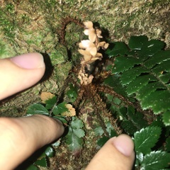 Polystichum prionolepis