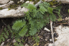 Tanacetum poteriifolium