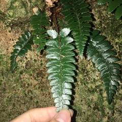 Polystichum prionolepis