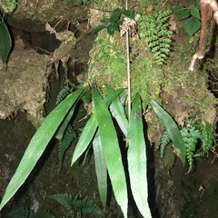 Asplenium ensiforme