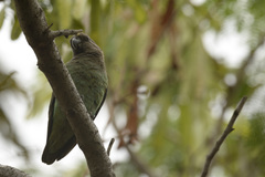 Poicephalus meyeri transvaalensis