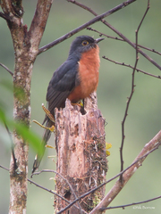 Cacomantis castaneiventris