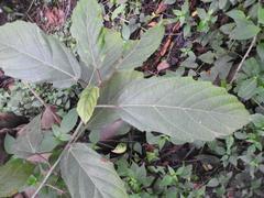 Ficus sur