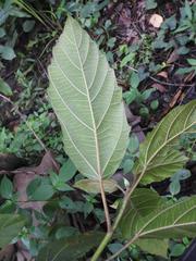 Ficus sur