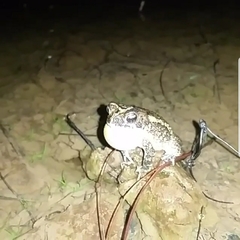 Incilius coccifer