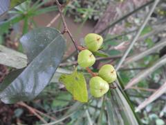 Sclerocroton integerrimus