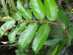 Sclerocroton integerrimus