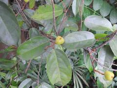Sclerocroton integerrimus