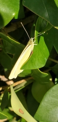 Pieris rapae