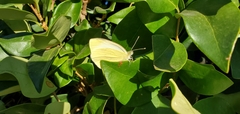 Pieris rapae