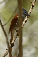 Terpsiphone viridis plumbeiceps