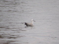 Larus argentatus